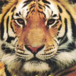 Janglachi Duniya (जंगलाची दुनिया)- Maruti Chitampalli MARATHI (NOVEL) BOOK KATHA-KADAMBARI