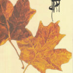 Mitava (मितवा)-Grace Marathi Book katha-kadambari (Novel)