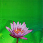 Sarvottam Bhumiputra : Aakshep-A. H. Salunkhe Marathi Book katha-kadambari (Novel) Lokayat (सर्वोत्तम भूमिपुत्र : आक्षेप)